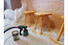 Фото #5 Фарборозпилювач Bosch PFS 2000 (0603207300)